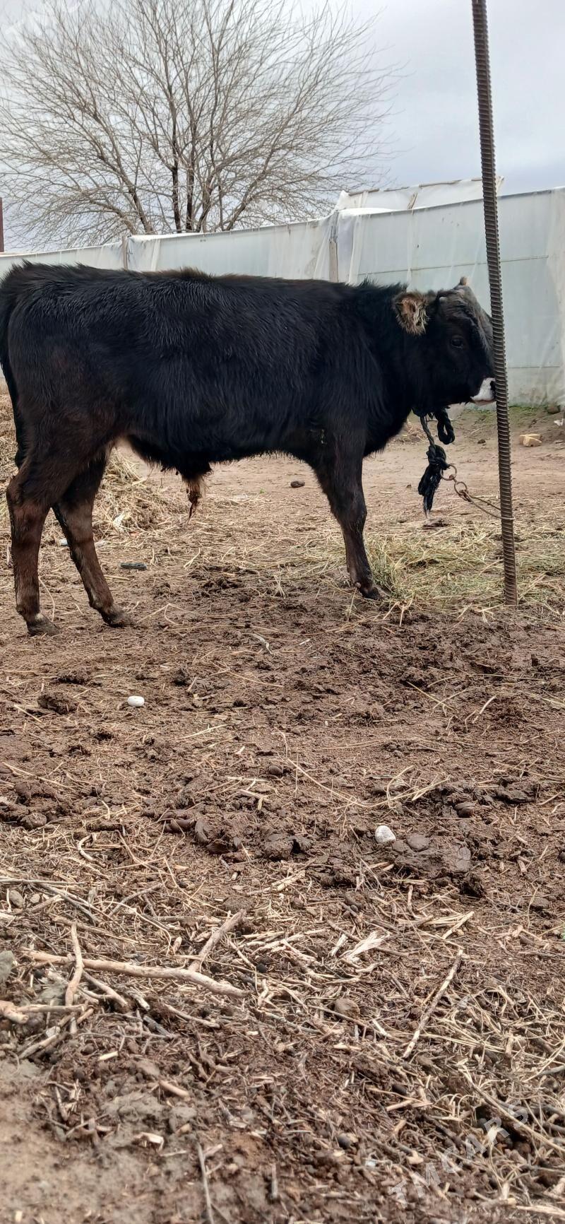 okuz - Gökdepe - img 1