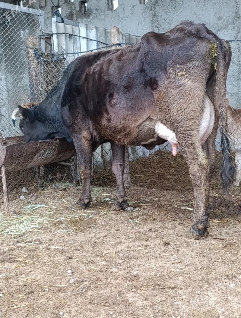 GÖLELI SYGYR - Гёкдепе - img 1