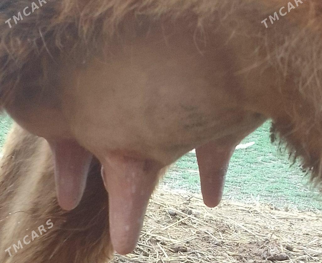 SAGLYK SYGYR - Dänew - img 1