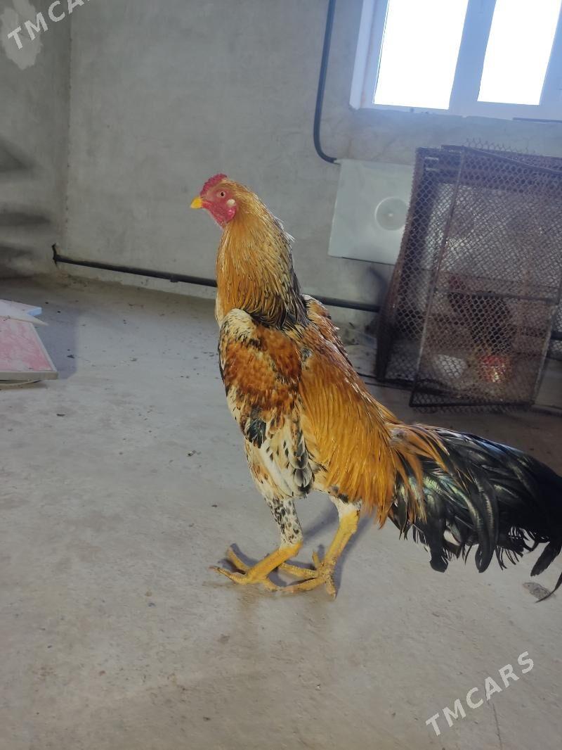 baysowy horaz - Туркменабат - img 1