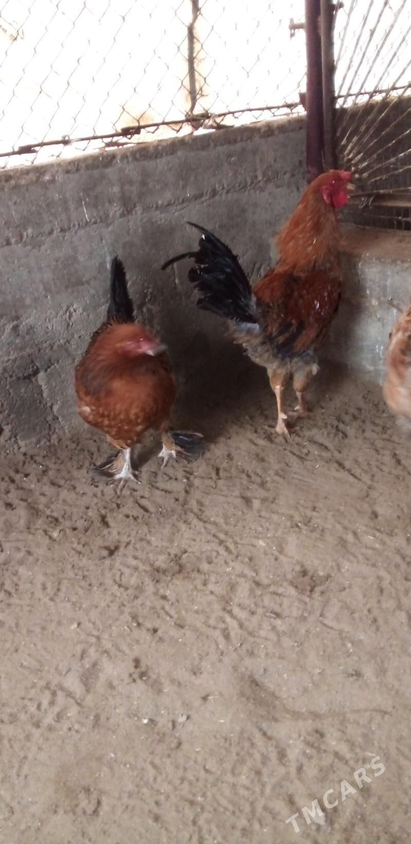 horoz - Гумдаг - img 1