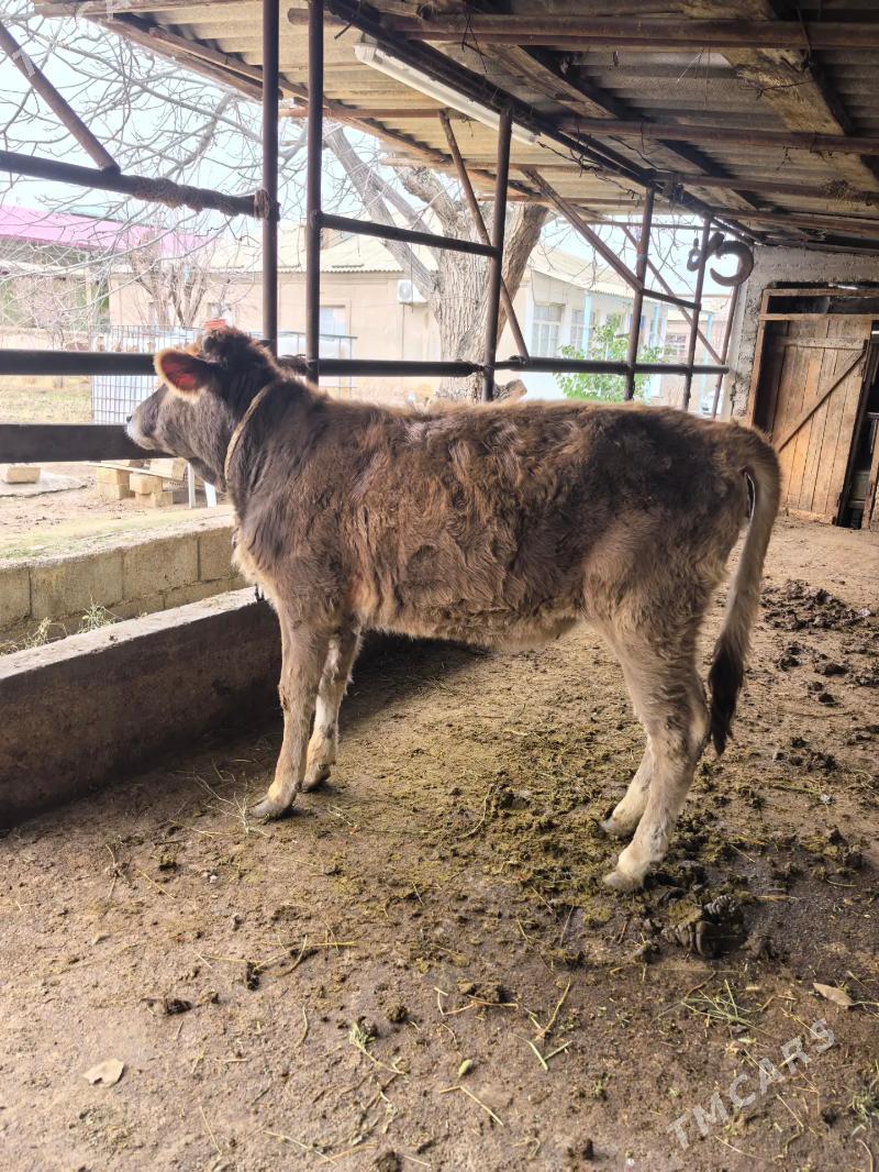 Tuwe - Bagyr - img 1