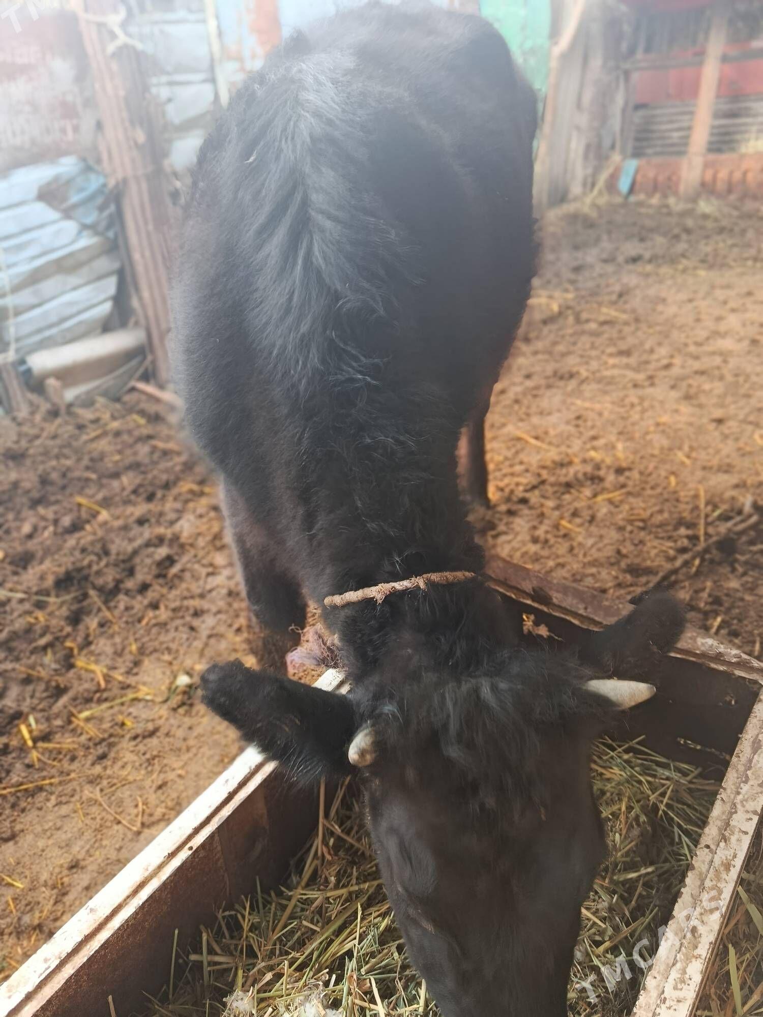 чорны пиёстр унажын - Чарджоу - img 1