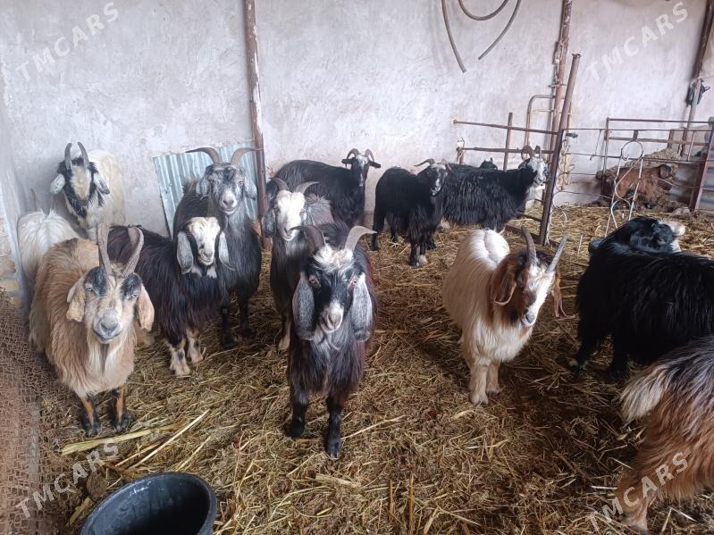 serkeler we geciler - Farap - img 1