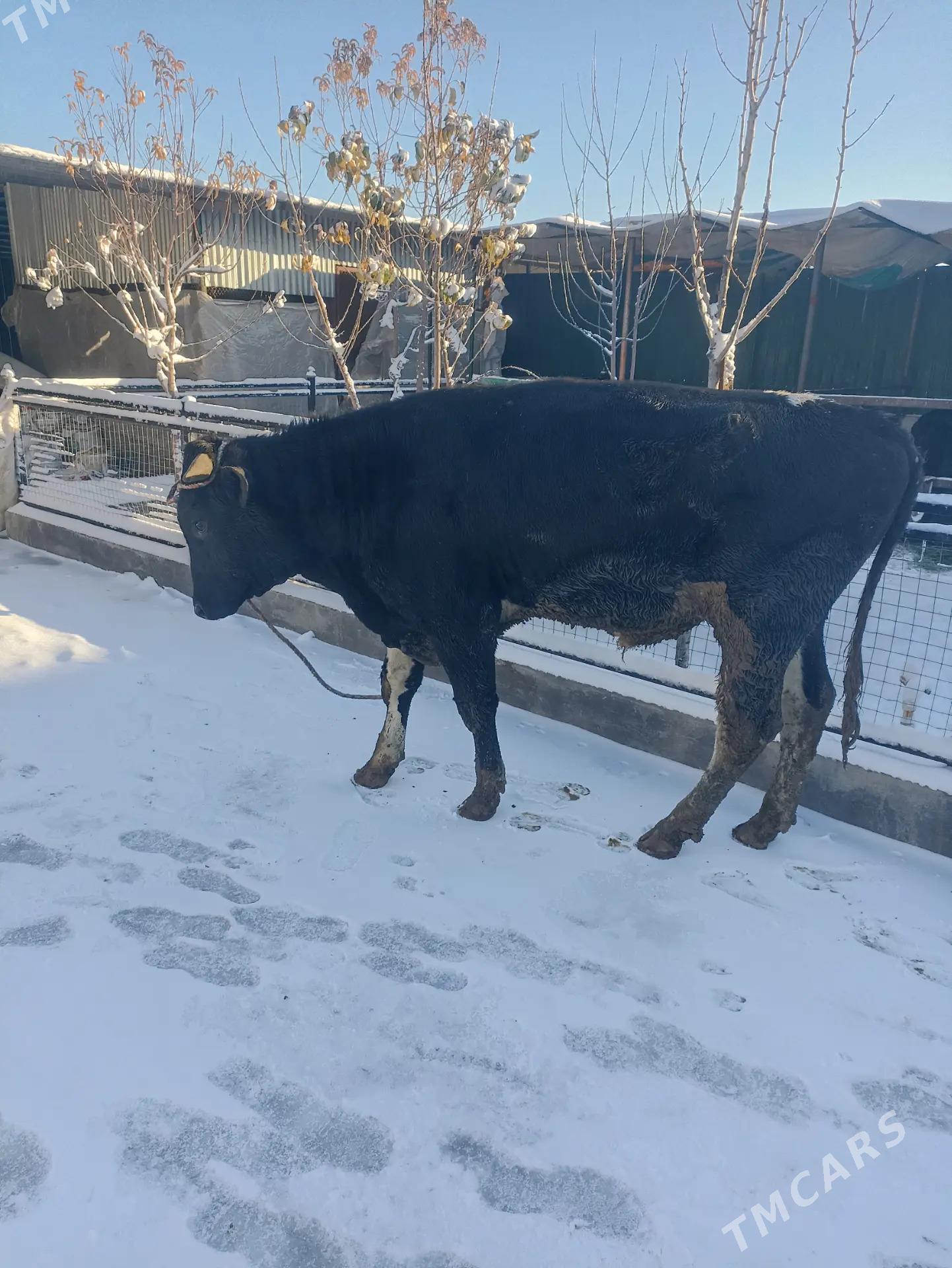 golisteyin - Täze zaman - img 1