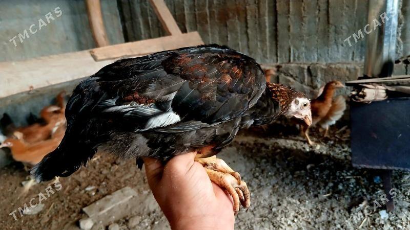 JÜJE - Багир - img 1