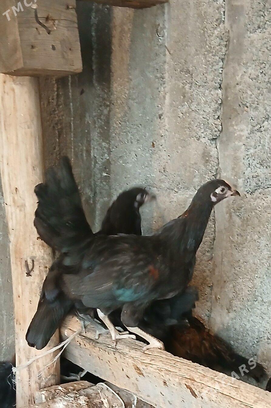 Gara Jüje - Bagyr - img 1