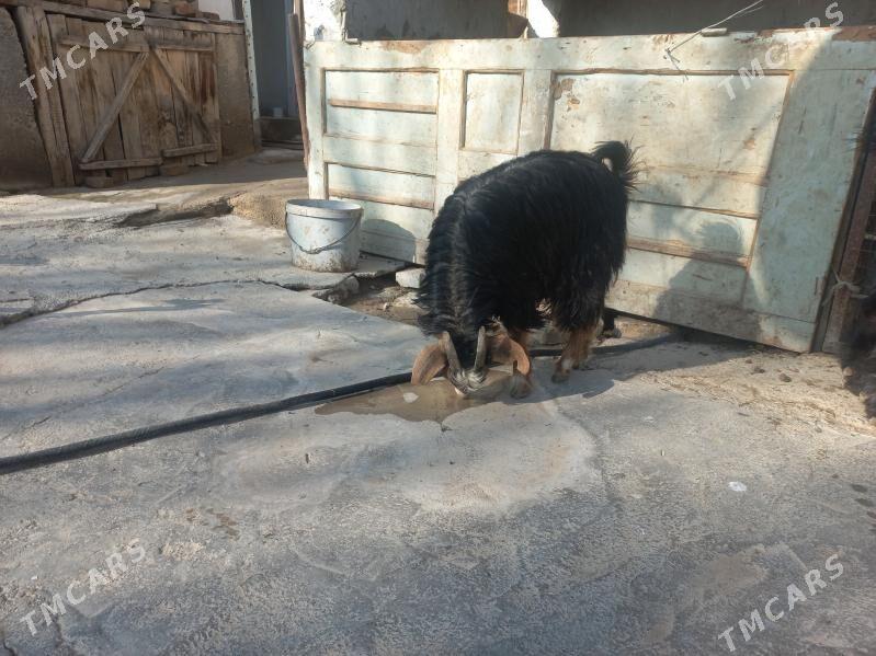 Çewiş - Ашхабад - img 1