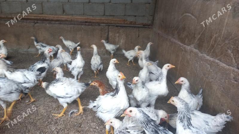 jüýje - Aşgabat - img 1