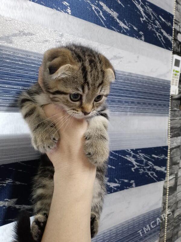 котик - Ашхабад - img 1