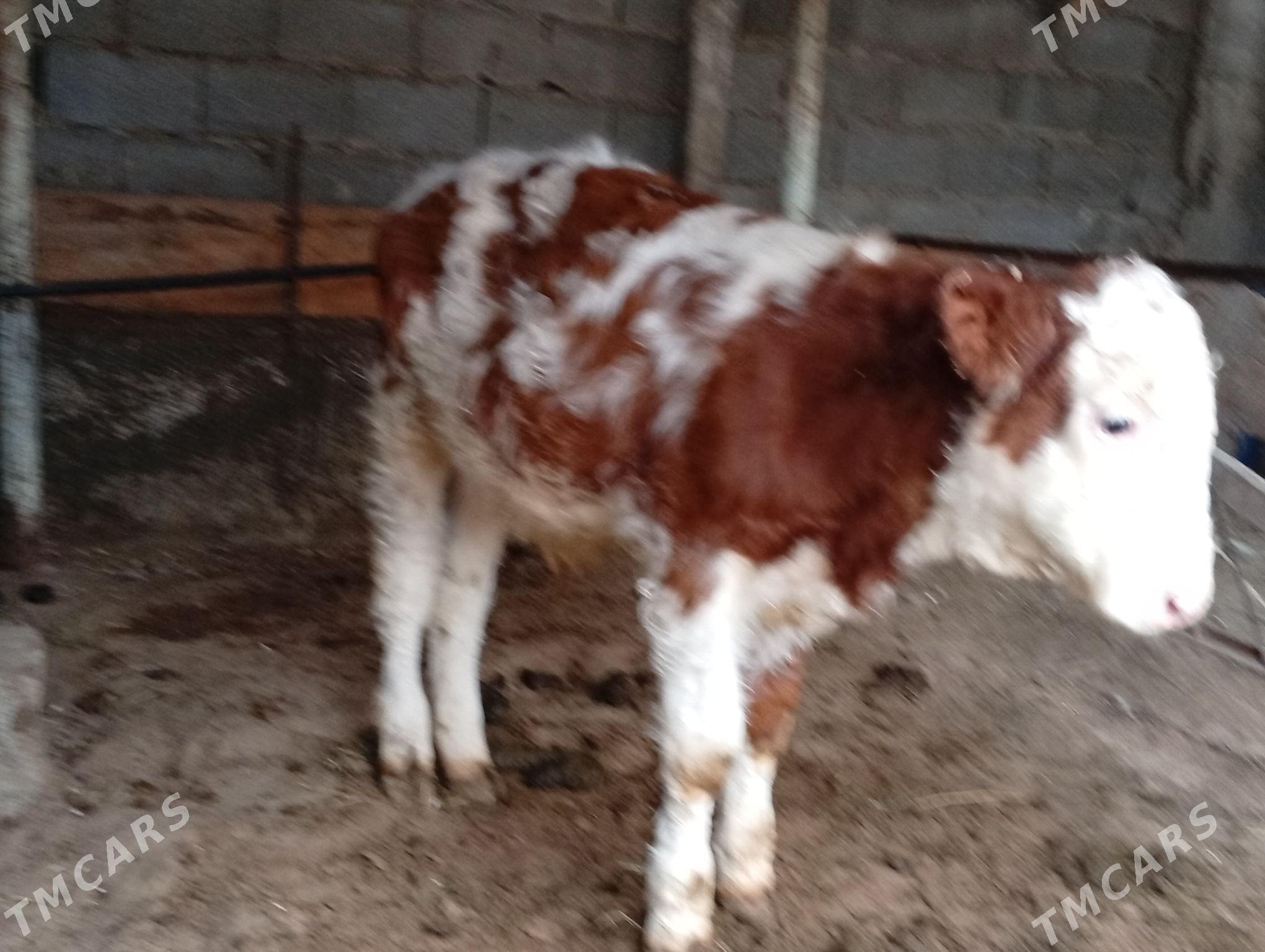 Arginal Simental ÖKÜZ - Гёкдепе - img 1