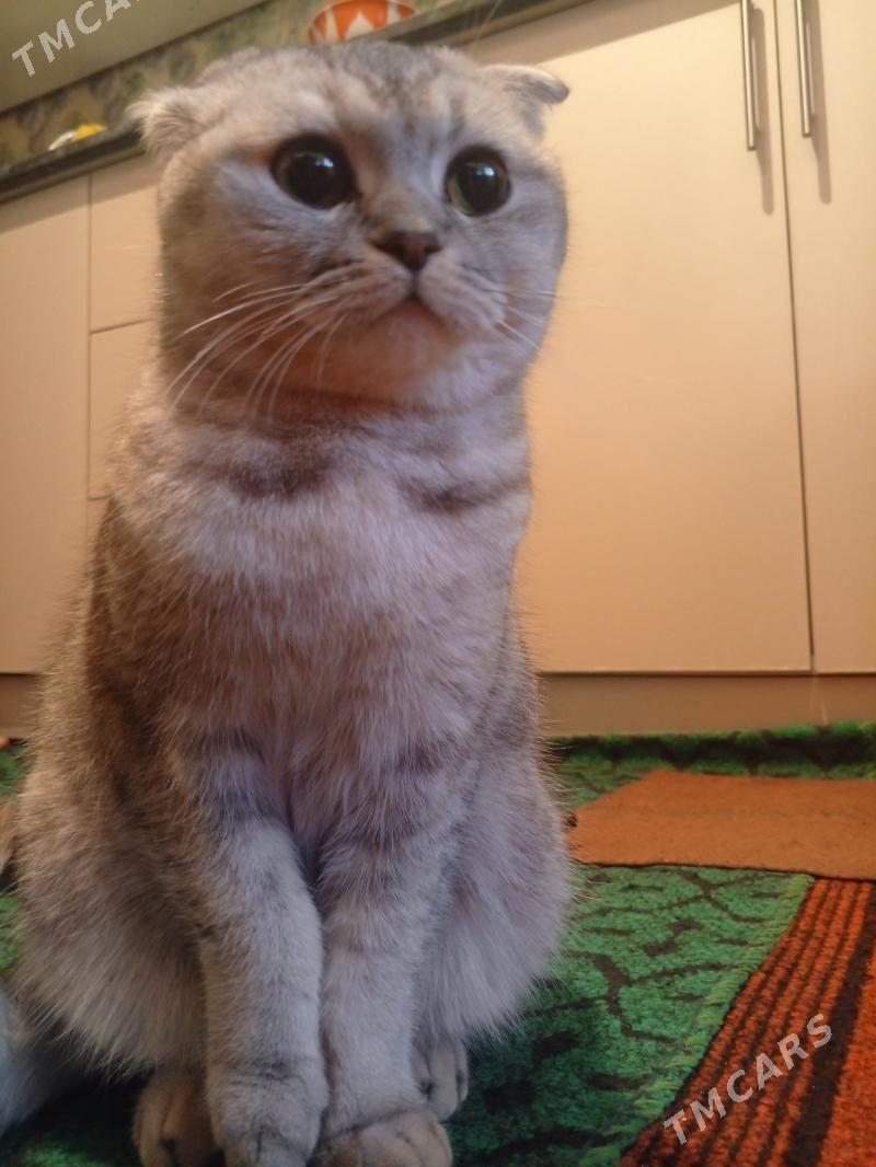 sotland - Daşoguz - img 1