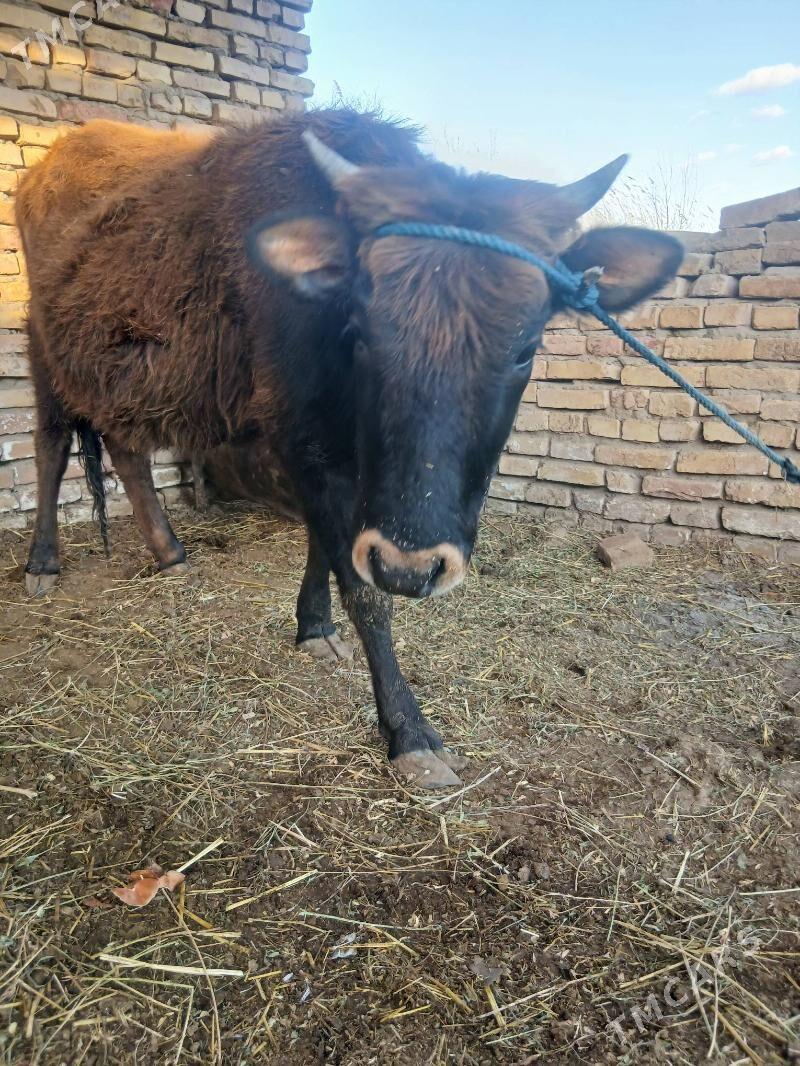 gysyr unajyn - Чарджоу - img 1