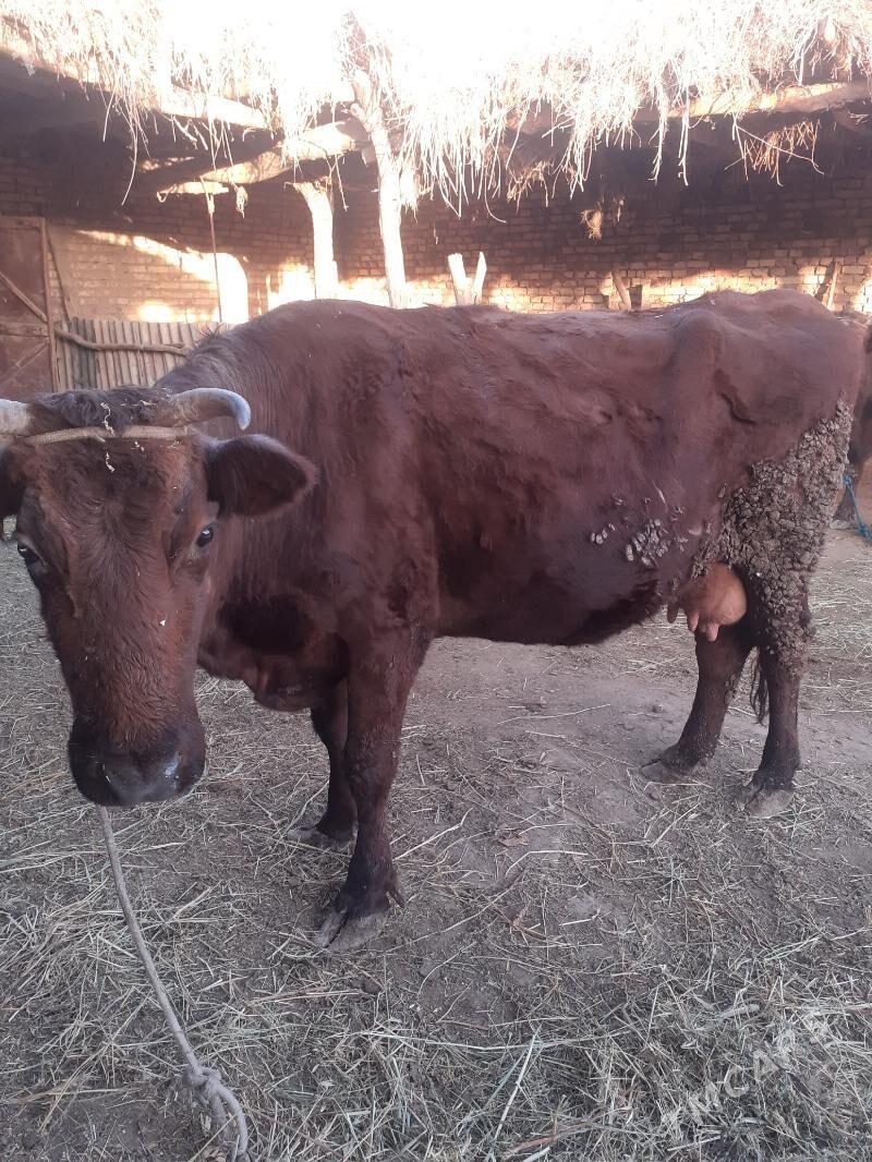 saglyk sygyr - Farap - img 1