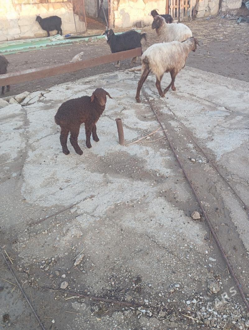 guzly goyun - Эсенгулы - img 1