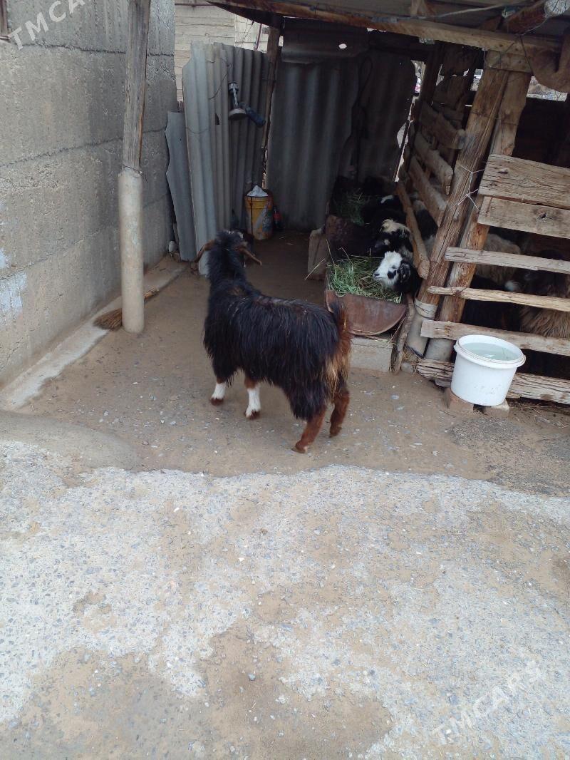 geçi - Гёкдепе - img 1