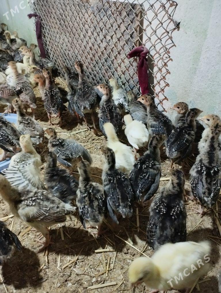 Induk juyje - Kaka - img 1