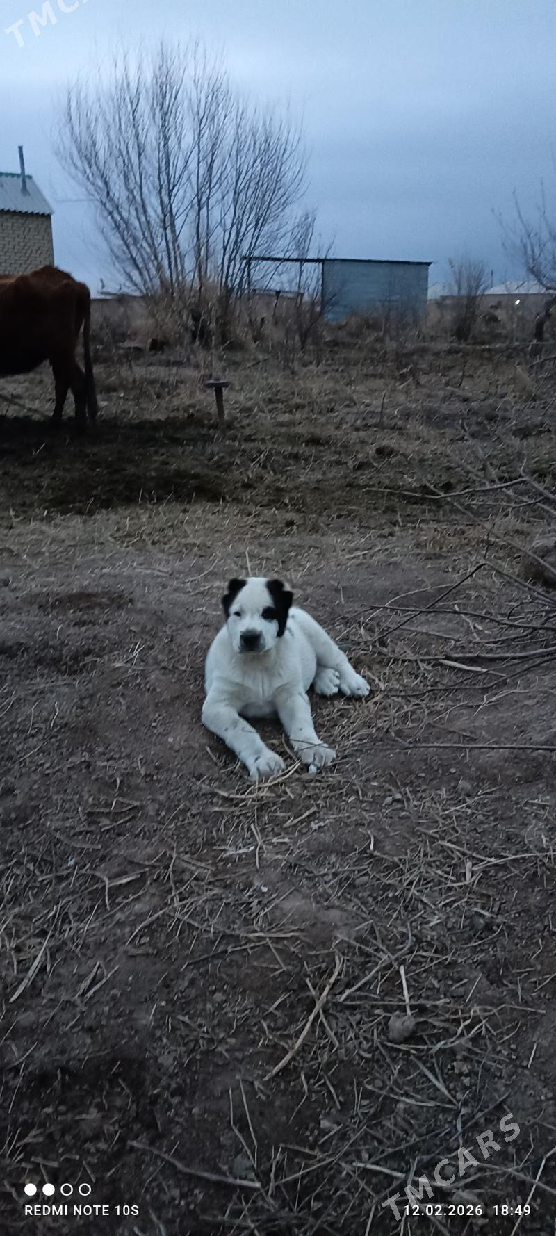 Garagulak - Теджен - img 1