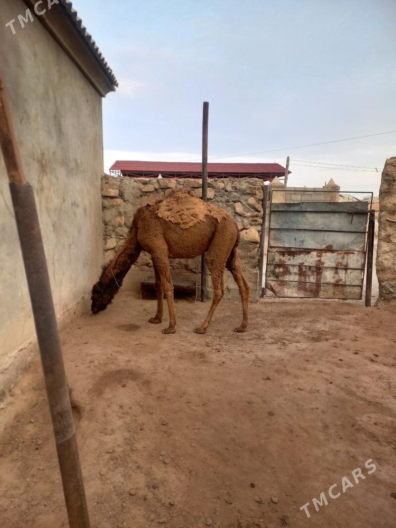 torum inen - Гумдаг - img 1