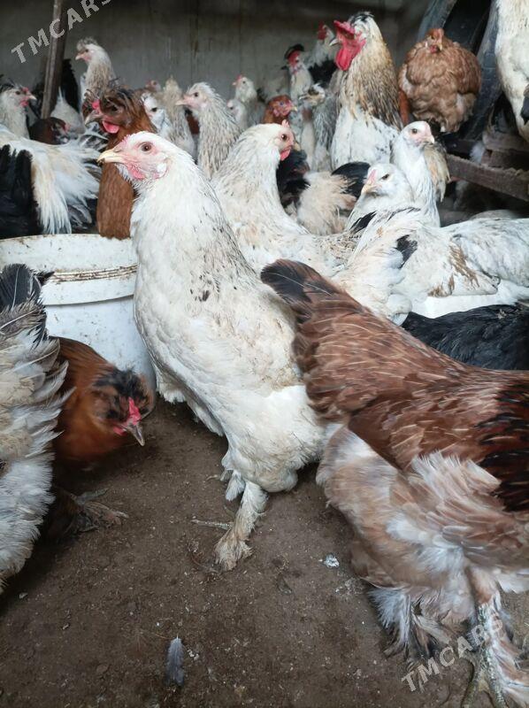 balgar yumurtgalary - Änew - img 1