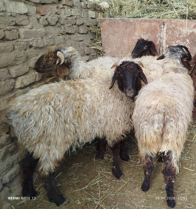 tokly geçi - Векильбазар - img 1