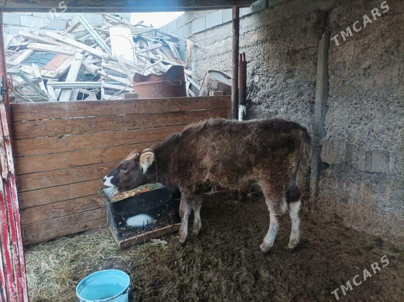 Tüwe Arssaja mal - Ашхабад - img 1