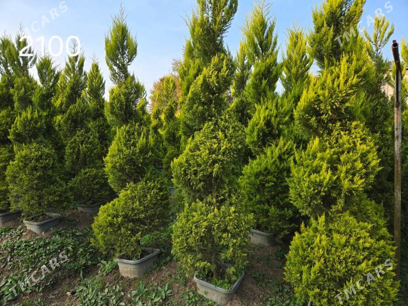 yolka - Ашхабад - img 1