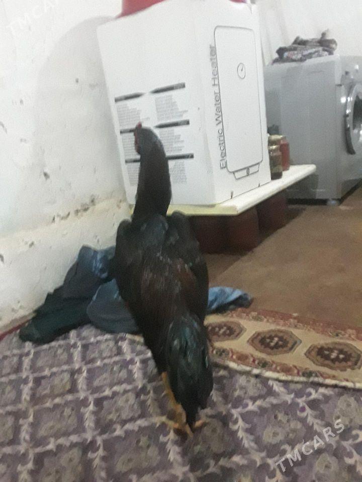 Horaz - Mary - img 1