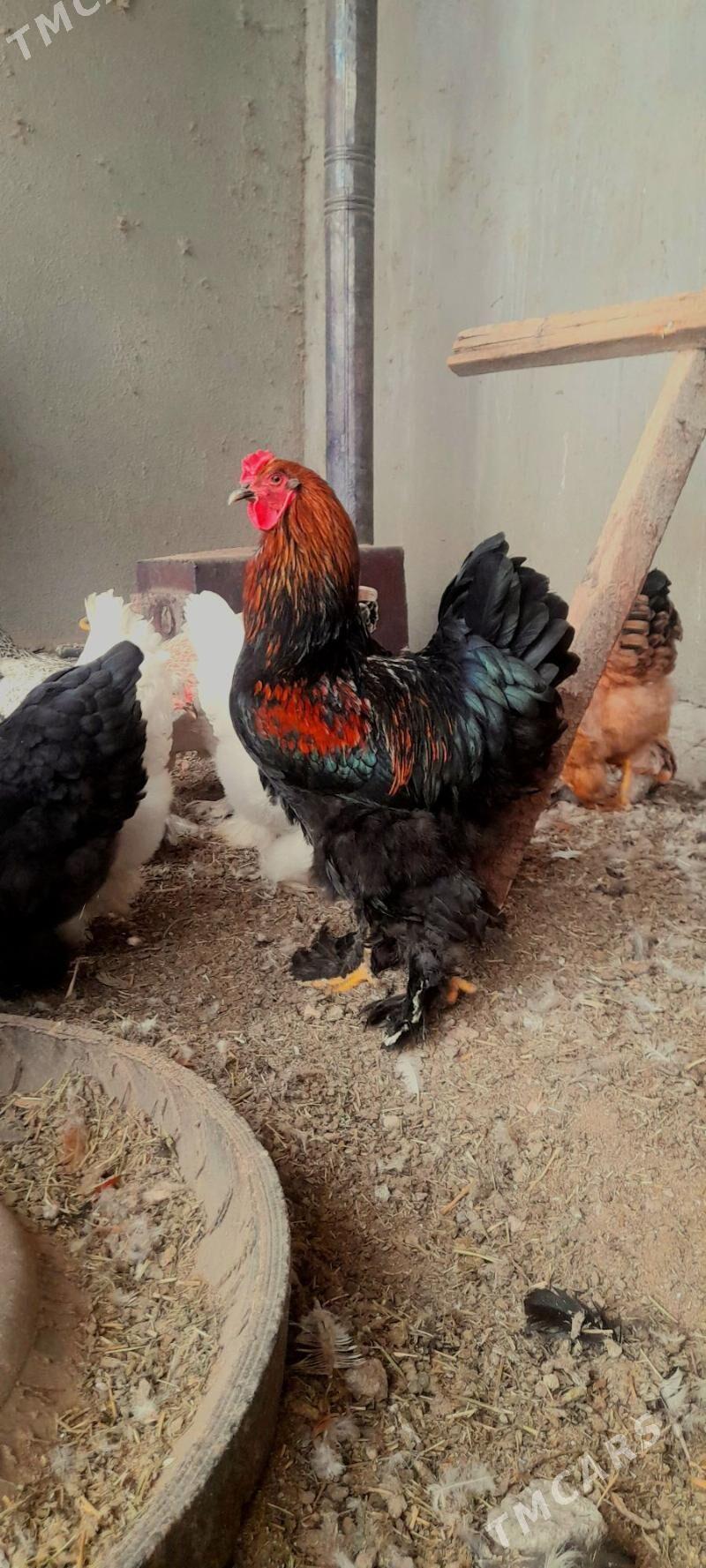 troyka, brama yumurt - Мары - img 1