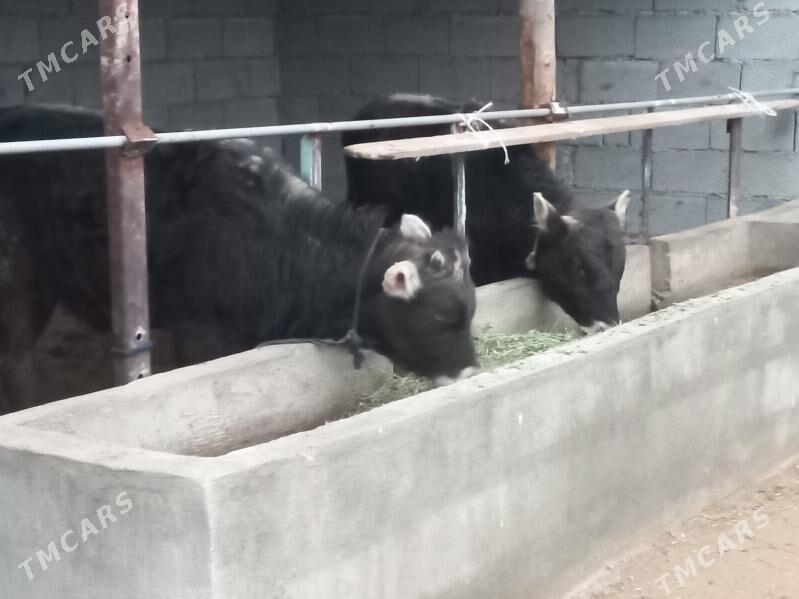 okuz - Gökje - img 1