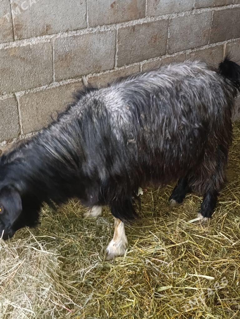 Geci erkec - Гёкдепе - img 1