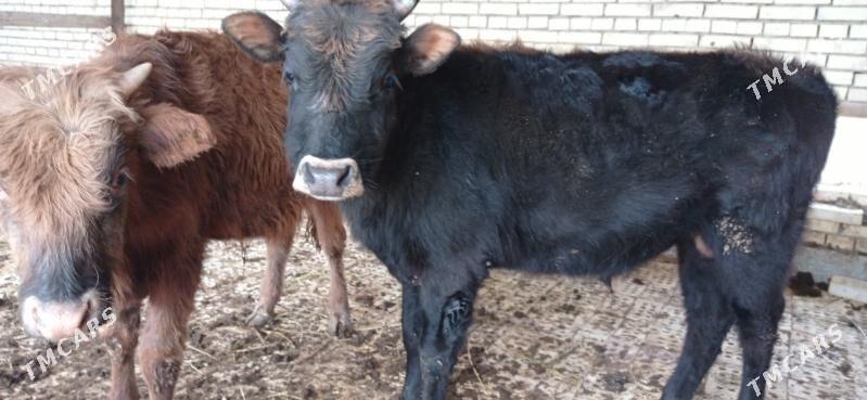 òkùzler - Векильбазар - img 1