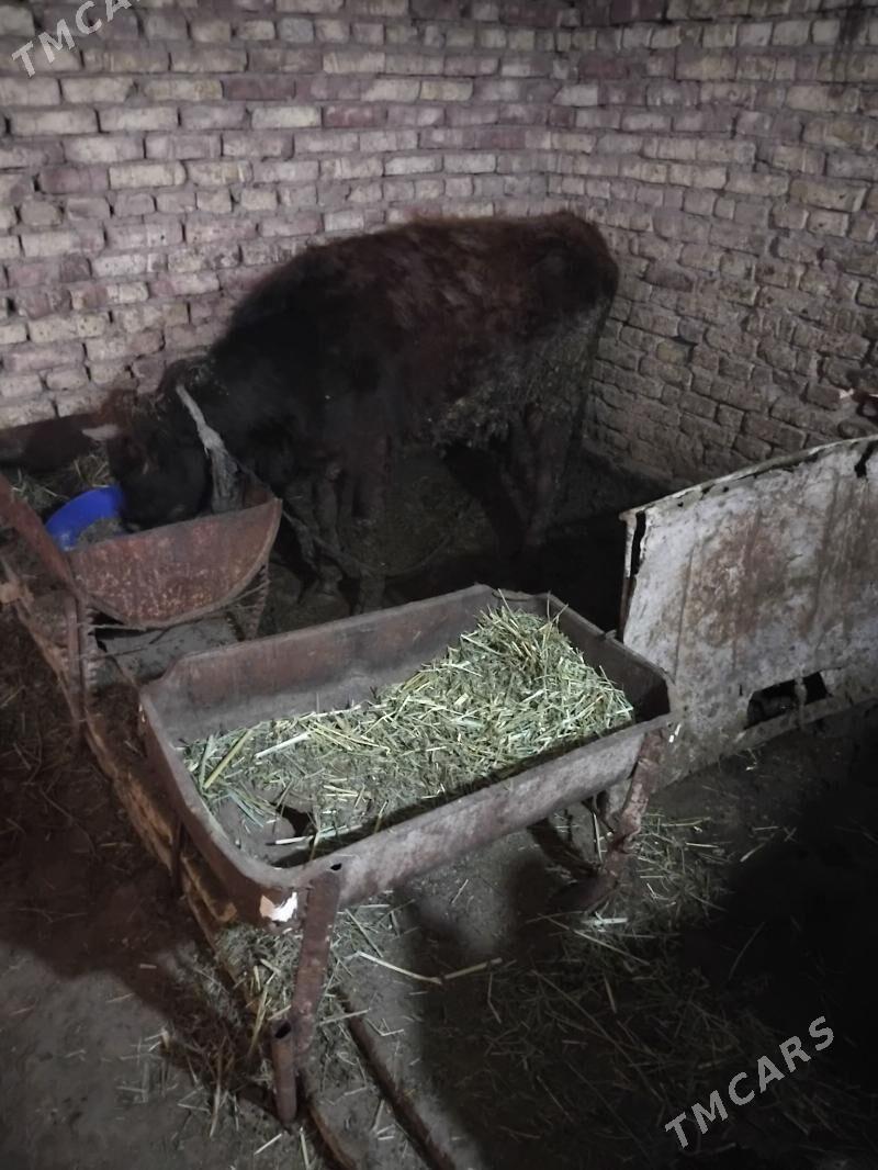 tüwe - Бабадайхан - img 1