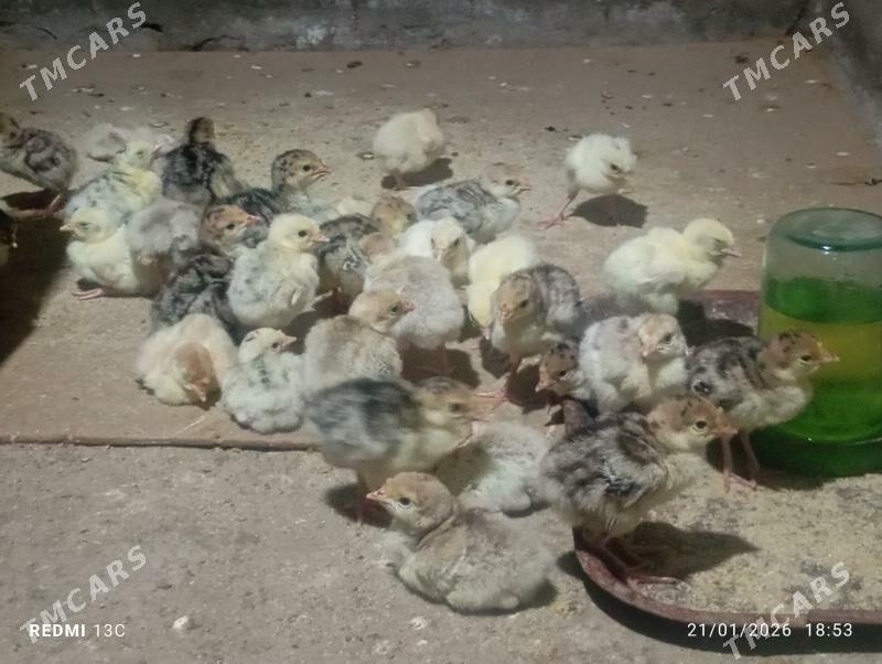 induk jujeler - Мары - img 1