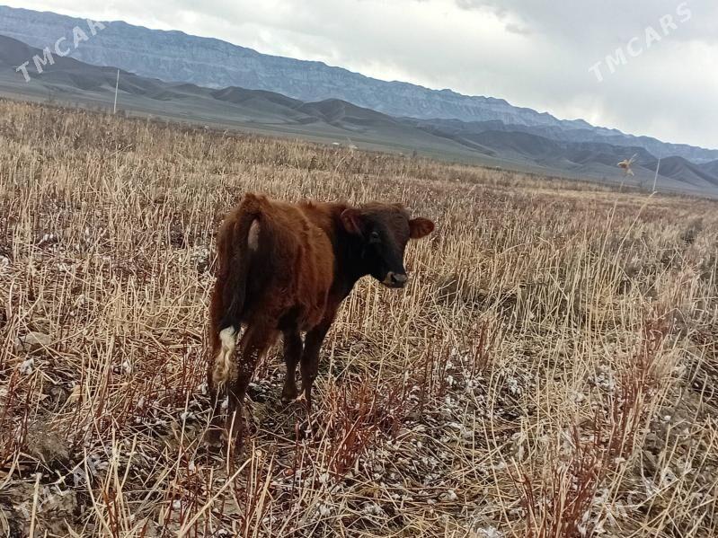 öküz - Ак-Бугдайский этрап - img 1