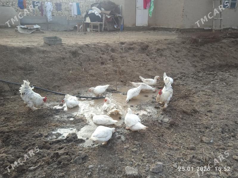 индушка - Daşoguz - img 1