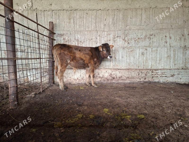 ökùz - Gökdepe - img 1