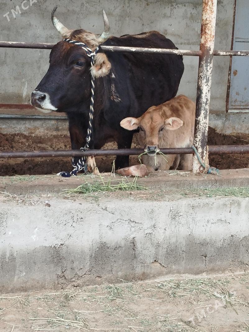 goleli sygyr - Bagyr - img 1