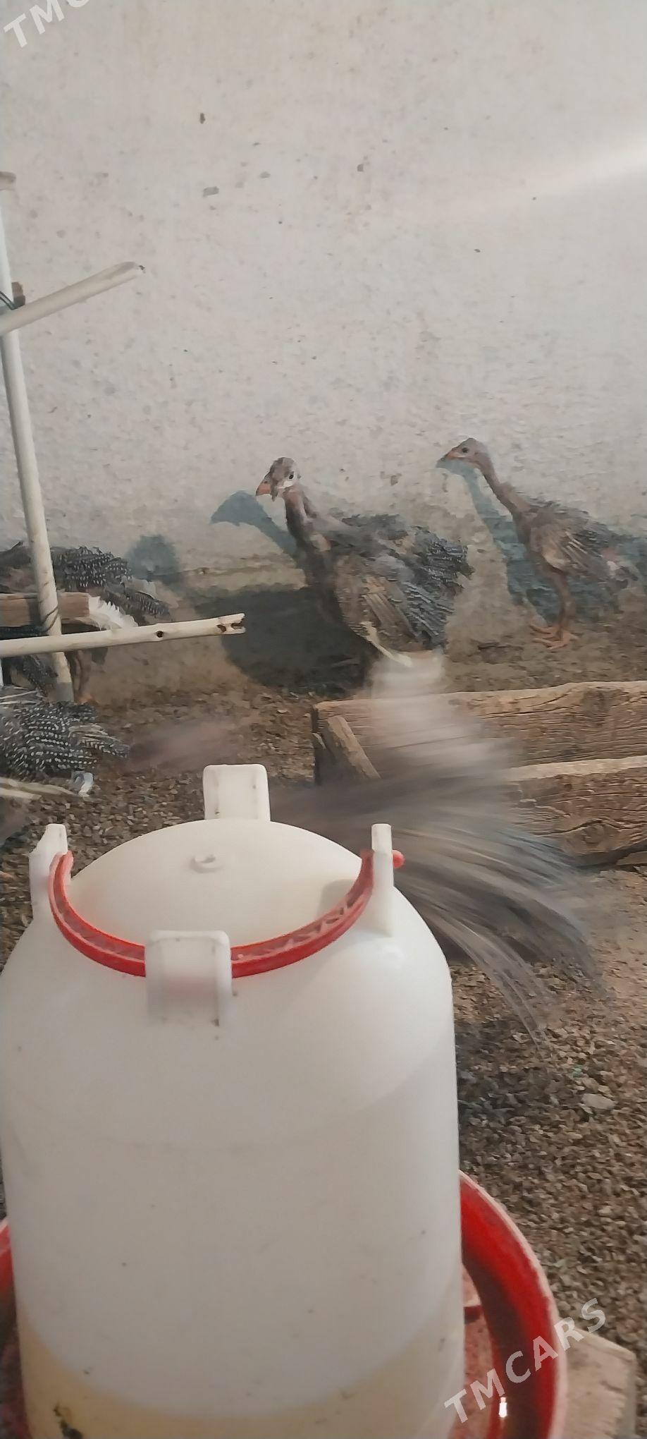 sisarka - Gökdepe - img 1