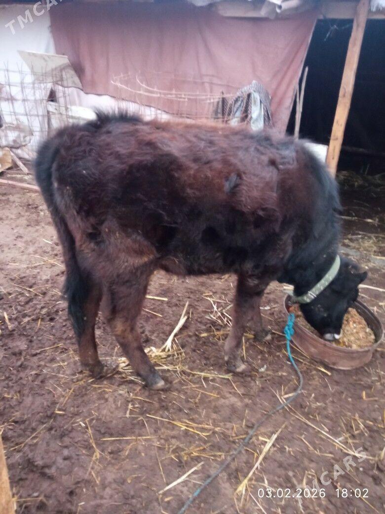 Качар - Daşoguz - img 1