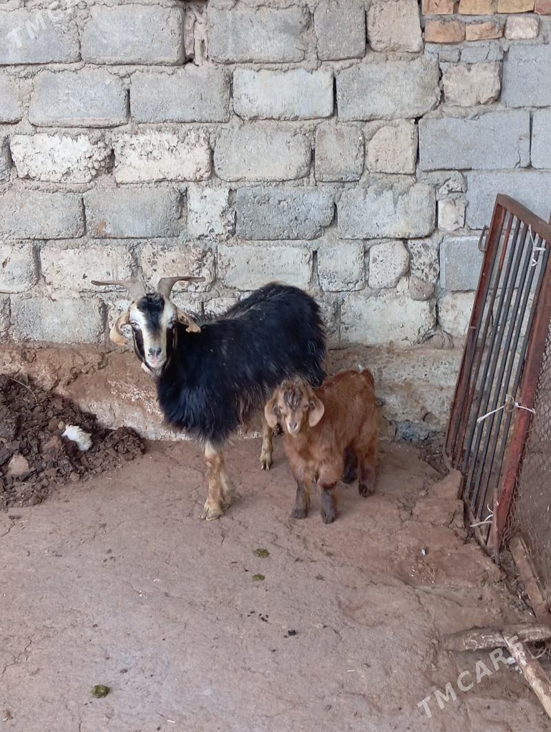 Owlakly geçi - Aşgabat - img 1