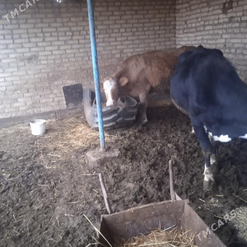 saglyk. sygyr - Чарджоу - img 1