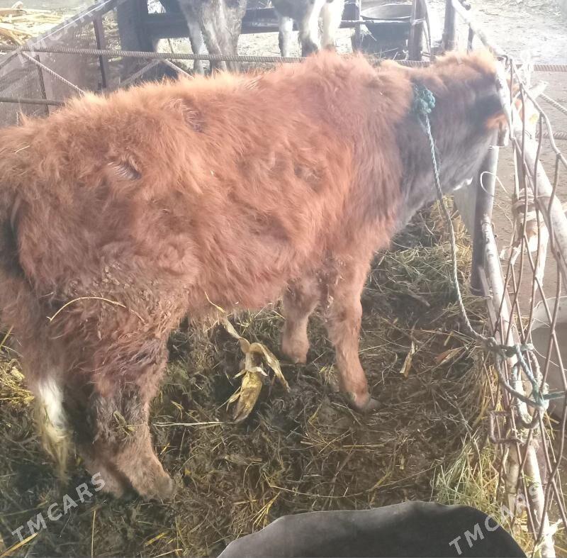 okuz gole - Яшлык - img 1