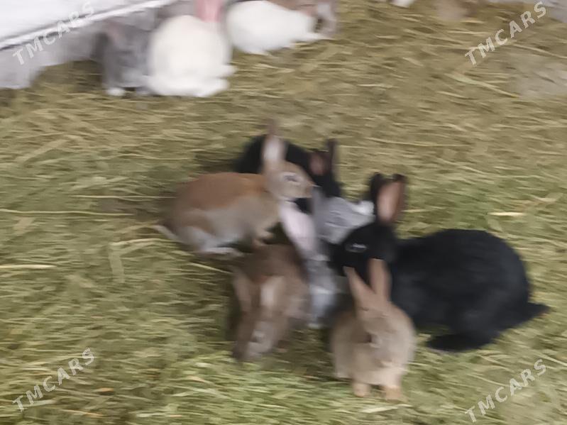 Товшан - Kaka - img 1