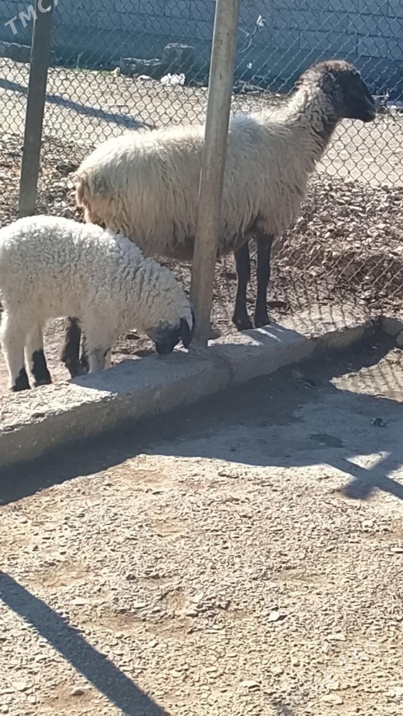 guzly goyun - Balkanabat - img 1