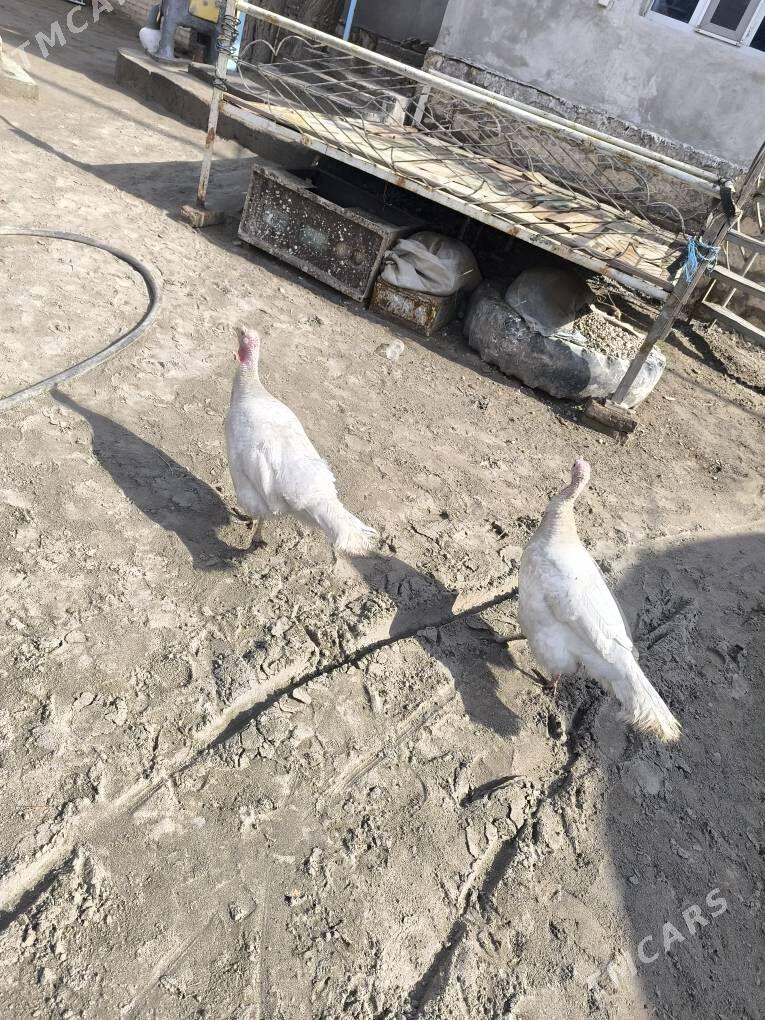 indyuk - Kerki - img 1