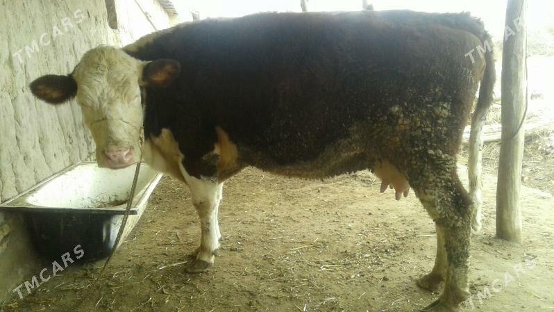 КИЗИЛ ОЛА СИМЕНТАЛ - Şabat etr. - img 1