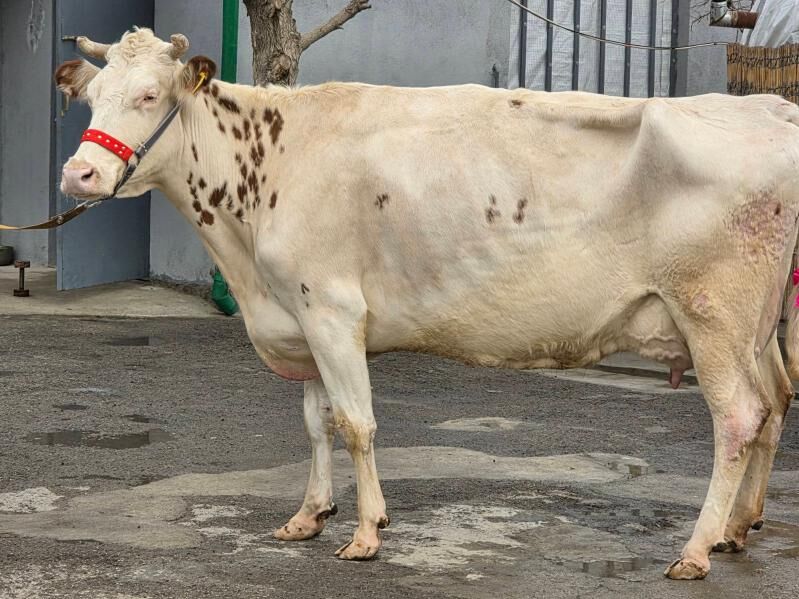 Aýirşir Sygyr - Кëши - img 1