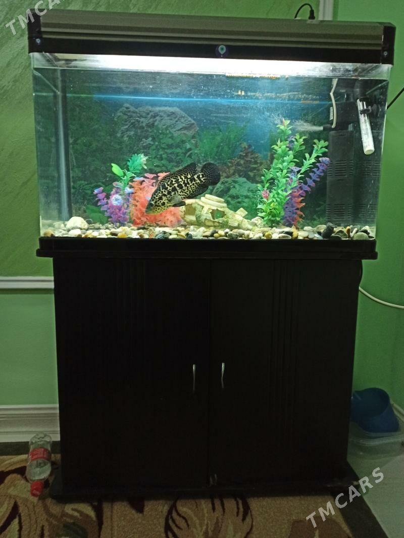 Akwarýum - Гарадамак - img 1