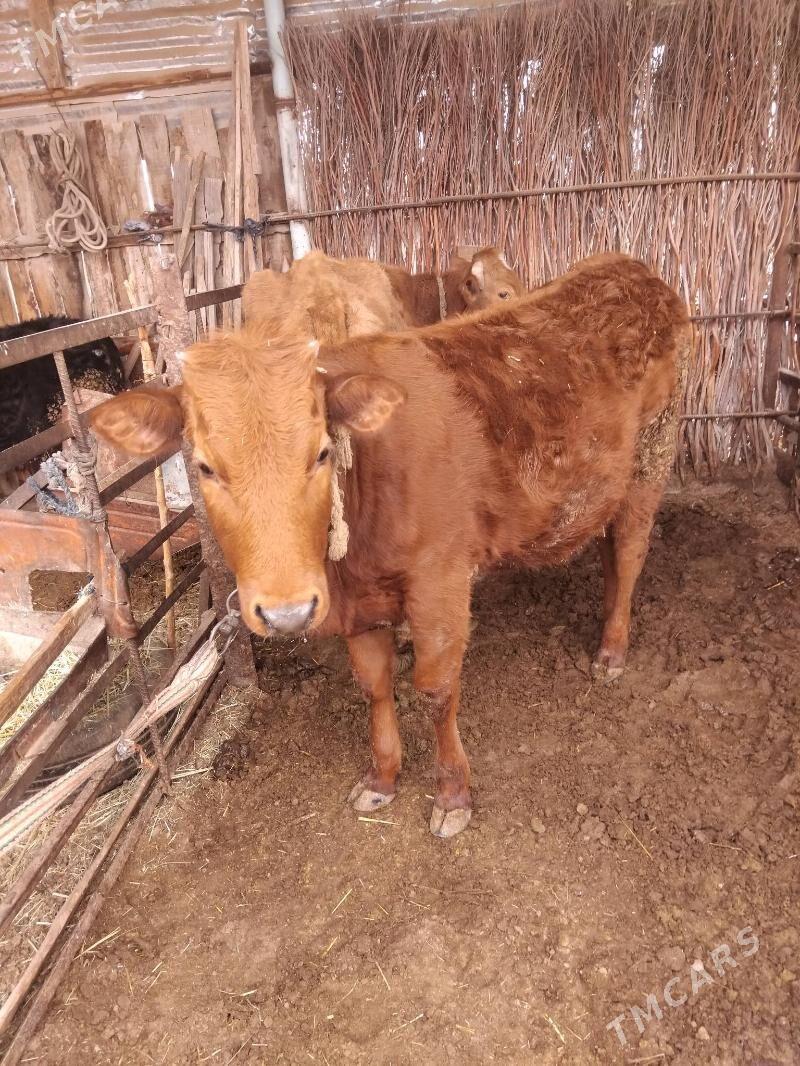 imde duran malar - Sakarçäge - img 1